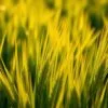 BarleyGreen for skin health