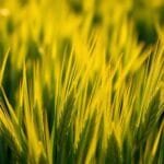 BarleyGreen for skin health