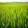 BarleyGreen powder benefits