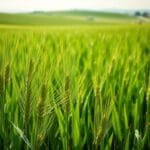 BarleyGreen powder benefits