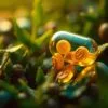 What is the function of probio+?