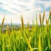 barley grass health