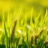 barley grass nutrients