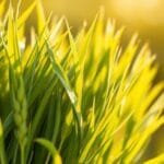 barley greens health benefits