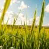 detox barley grass