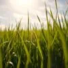 grass barley benefits