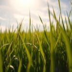 grass barley benefits