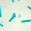 What probiotics do gynecologists recommend?