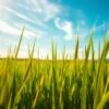 organic barley juice