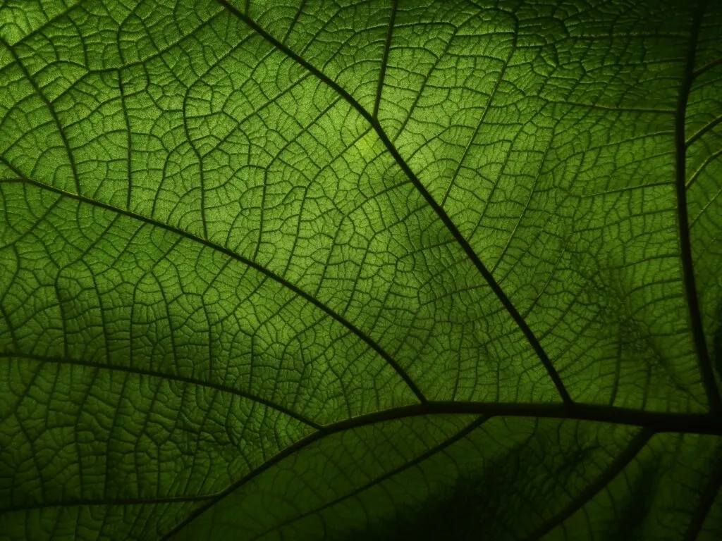 Intricate detail of a green leaf's veins, capturing natural beauty
