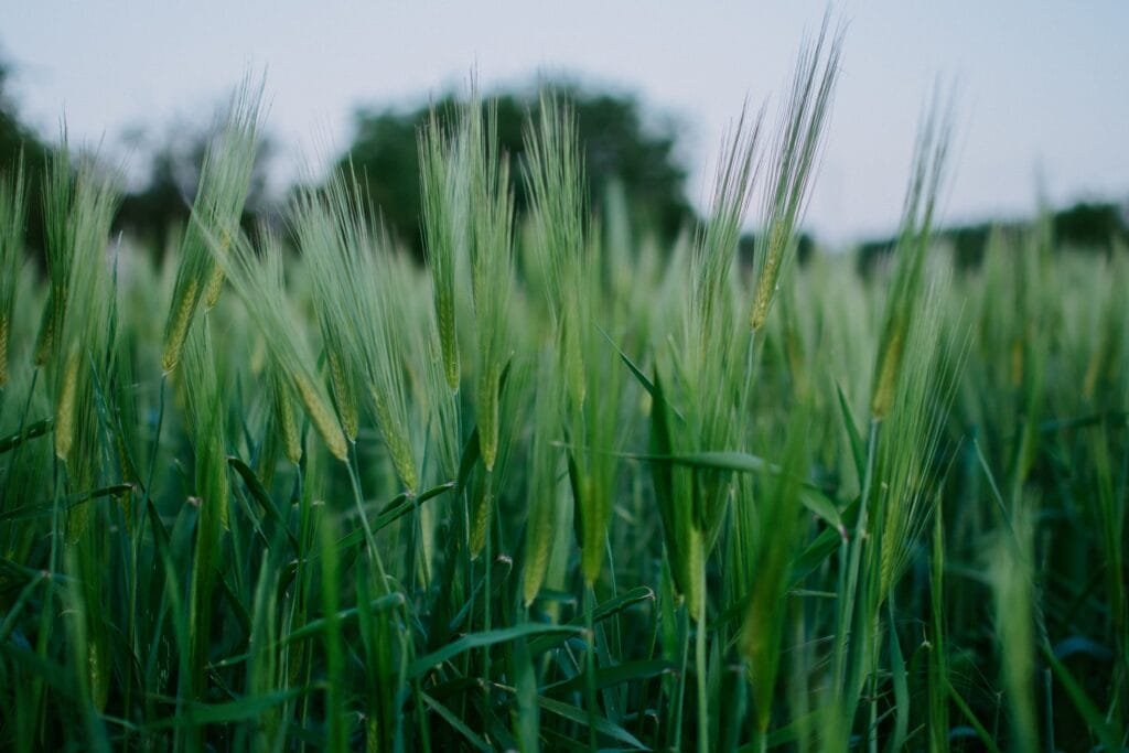 A serene view of a green barley field under the soft light of sunset, showcasing nature's beauty.